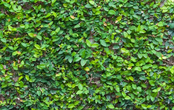 Fundo Folha Verde Folhas Verdes Textura Parede Para Fundo — Fotografia de Stock