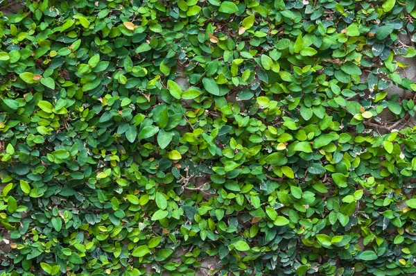 Fundo Folha Verde Folhas Verdes Textura Parede Para Fundo — Fotografia de Stock