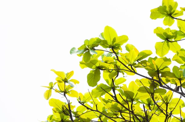 Baharda Yeşil Yapraklar Filizlenir Arka Planda Ilkbaharda Doğal Arka Planda — Stok fotoğraf