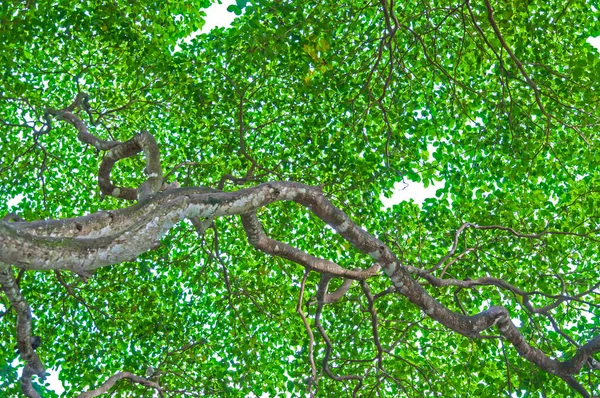 Blatt Und Baum Isoliert Auf Weißem Hintergrund — Stockfoto