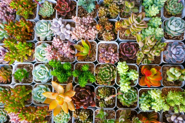 Minyatür Sulu Kaktüs Küçük Bahçede Çok Çeşitli Bitkiler Var — Stok fotoğraf