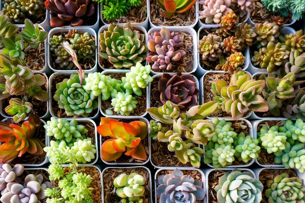 Miniatűr Zamatos Kaktusz Kicsi Sok Fajta Növények Kertben Felső Nézet — Stock Fotó