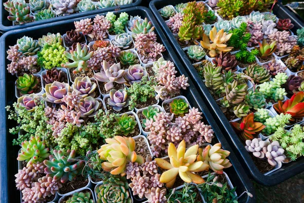 Pequeño Cactus Suculento Miniatura Hay Muchas Variedades Plantas Jardín —  Fotos de Stock