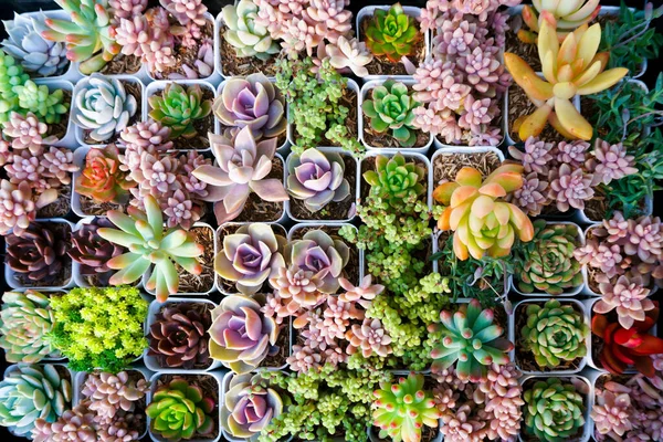 Miniatűr Zamatos Kaktusz Kicsi Sok Fajta Növények Kertben Felső Nézet — Stock Fotó