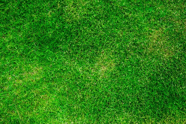 Textura Hierba Verde Natural Perfecto Campo Golf Fútbol Fondo Vista —  Fotos de Stock