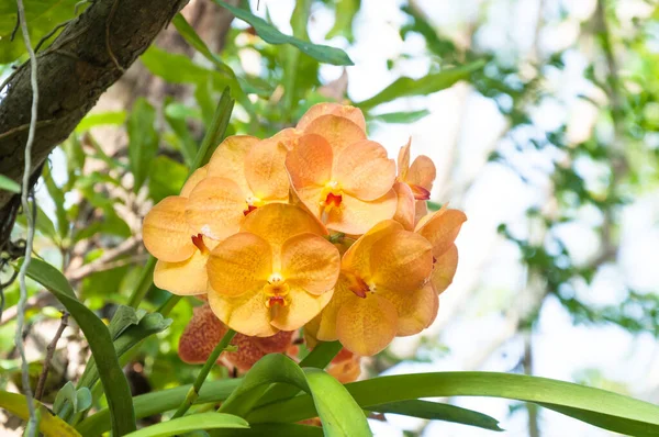 Апельсины Орхидея Красивая Саду Тайский Орхидея — стоковое фото