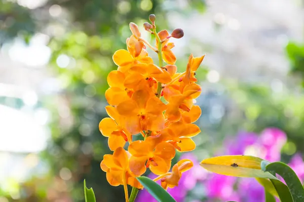在花园里 泰国兰花美丽的桔子兰花 — 图库照片