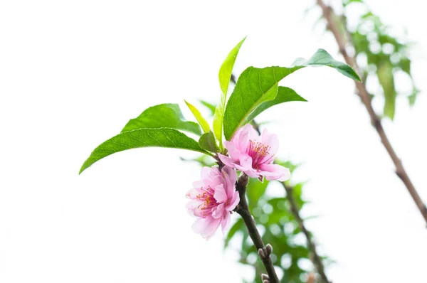 Broskvový Květ Rozkvést Přírodní Pozadí Broskvové Květy Růžové Zahradě — Stock fotografie