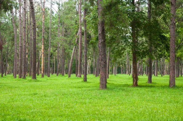 松の木 背の高い緑のトランク 自然の背景のための美しい松の木そして緑の草 — ストック写真