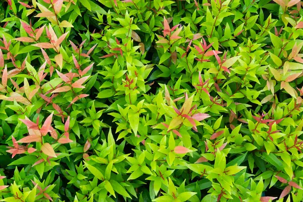 Рослина Незліченна Кількість Свіжих Зелених Листя Багато Деталей Зелене Листя — стокове фото
