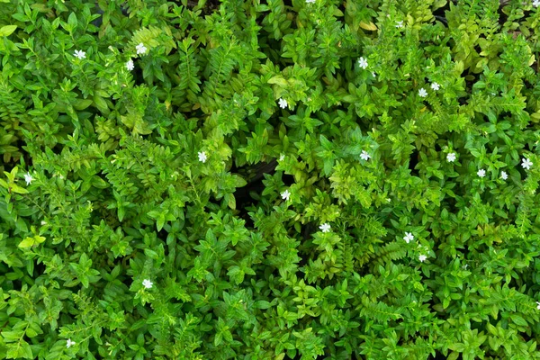 Planta Inúmeras Folhas Frescas Verdes Muitos Detalhes Folhas Verdes Fundo — Fotografia de Stock