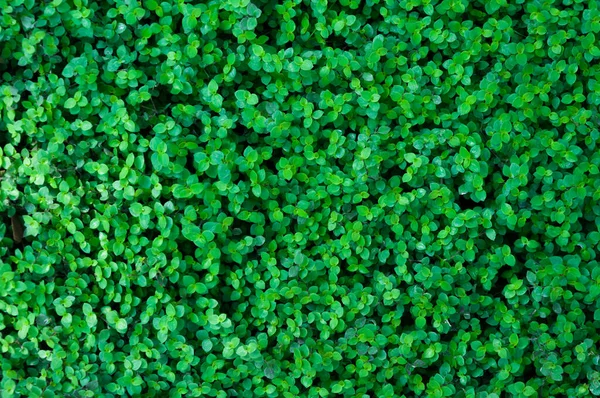 Sayısız Taze Yeşil Yaprak Birçok Ayrıntı Yeşil Yapraklar Arka Plan — Stok fotoğraf