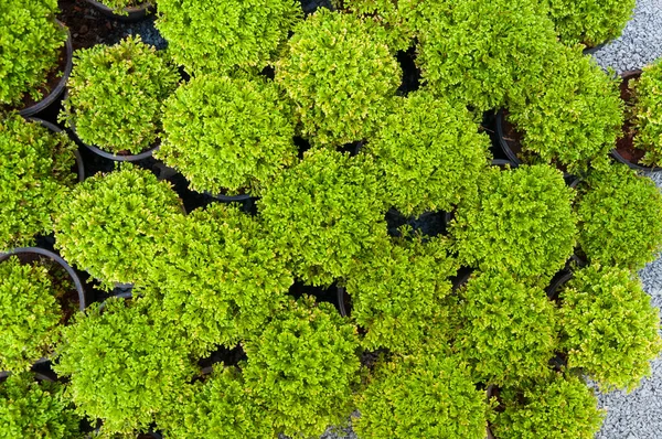 Rostlina Borovice Květináči Zelená Arborvitae Sazenice Horní Pohled — Stock fotografie