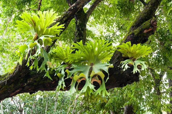 Platycerium Superbum Большом Дереве Green Staghorn Виды Природы Саду — стоковое фото