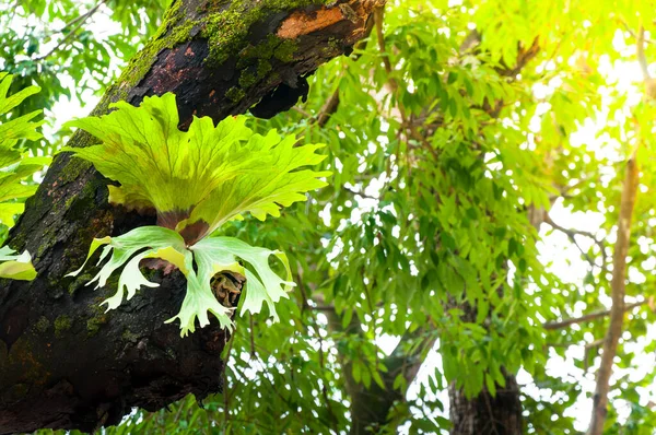 Platycerium Superbum Auf Großem Baum Grüner Staudenfarn Farnarten Der Farnnatur — Stockfoto