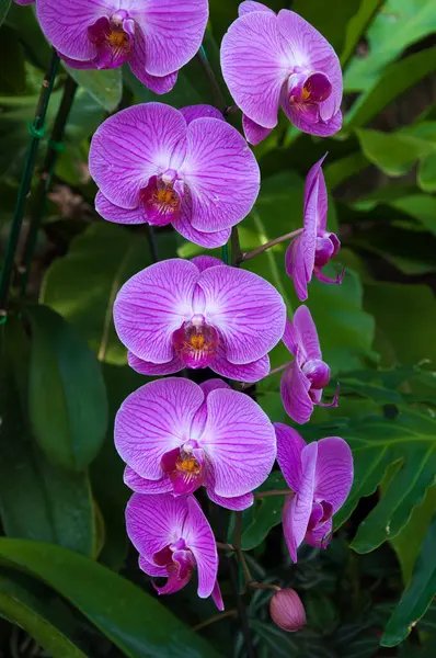 Пурпурная Красивая Орхидея Естественной Фаленопсии Орхидеи — стоковое фото