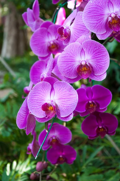 Púrpura Bela Orquídea Orquídea Natural Phalaenopsis — Fotografia de Stock