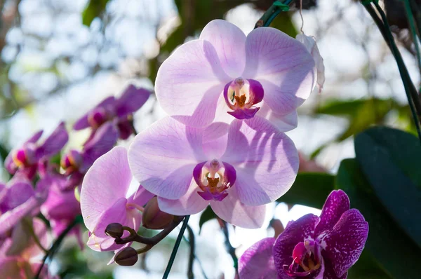 Пурпурная Красивая Орхидея Естественной Фаленопсии Орхидеи — стоковое фото