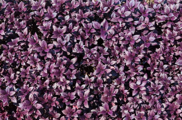 Fondo Hoja Púrpura Hojas Plantas Blandas Abstractas Para Fondo — Foto de Stock