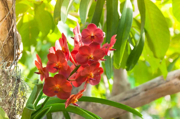 Las Orquídeas Rojas Del Color Florecen Cerca Para Arriba Bajo —  Fotos de Stock
