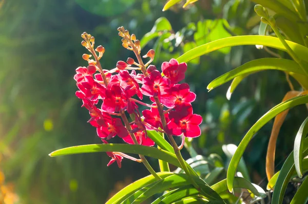 Červená Barva Orchideje Květiny Zblízka Pod Přirozeným Osvětlením Venkovní Jsou — Stock fotografie