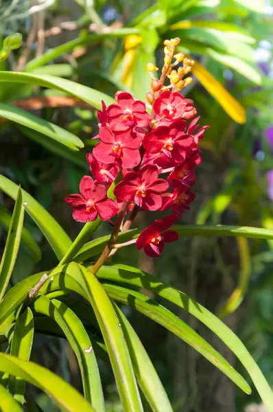 Cor Vermelha Orquídeas Flor Close Sob Iluminação Natural Livre São — Fotografia de Stock