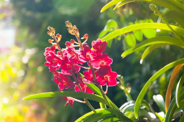 Las Orquídeas Rojas Del Color Florecen Cerca Para Arriba Bajo —  Fotos de Stock