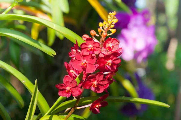 Červená Barva Orchideje Květiny Zblízka Pod Přirozeným Osvětlením Venkovní Jsou — Stock fotografie