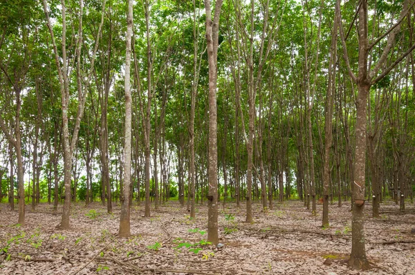 Řada Para Pryžových Plantáží Jižním Thajsku Pryžové Stromy — Stock fotografie