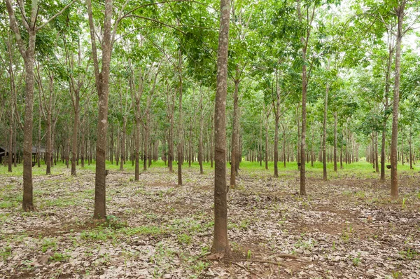 Rad Para Gummiplantager Södra Thailand Gummiträd — Stockfoto