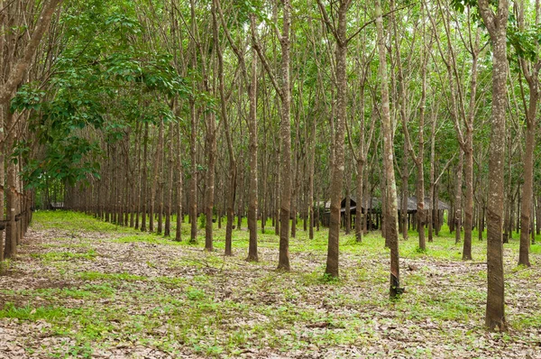 Rad Para Gummiplantager Södra Thailand Gummiträd — Stockfoto
