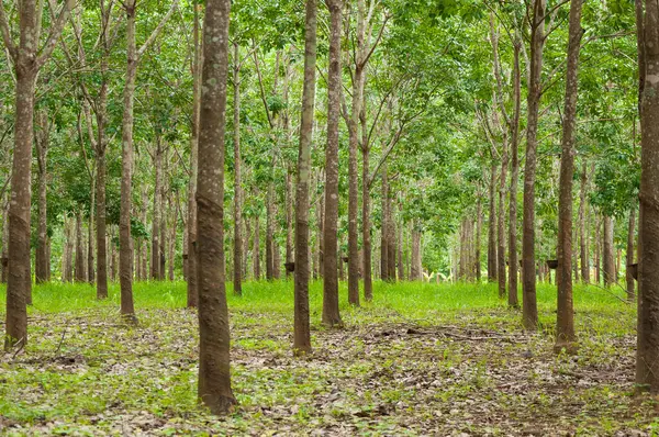 แถวของสวนยางพาราในภาคใต ของประเทศไทย นยาง — ภาพถ่ายสต็อก