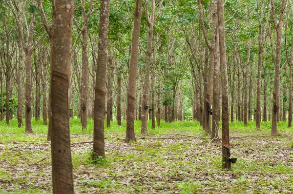 Řada Para Pryžových Plantáží Jižním Thajsku Pryžové Stromy — Stock fotografie