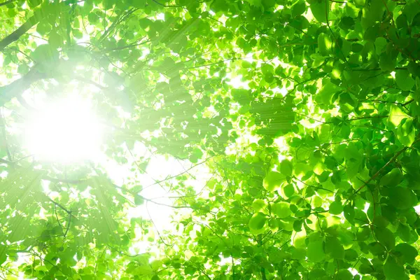 Сонячне Світло Крізь Свіже Зелене Листя Фон Яскраво Зеленого Листя — стокове фото