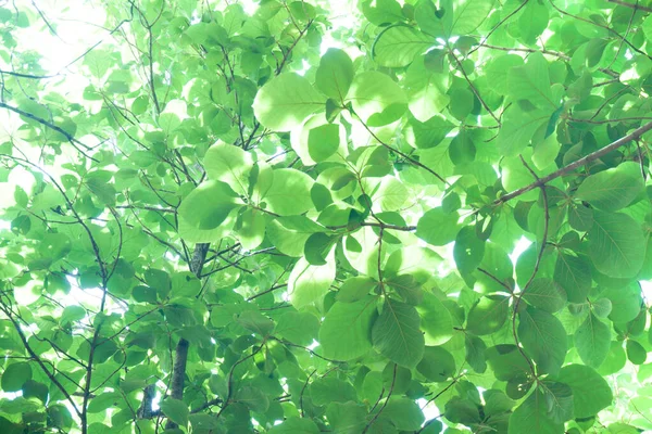 Taze Yeşil Yaprakların Arasından Güneş Işığı Parlak Yeşil Yaprakların Arka — Stok fotoğraf