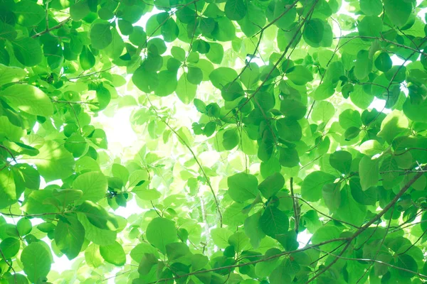 Taze Yeşil Yapraklar Arasından Güneş Işığı Yeşil Yapraklar — Stok fotoğraf