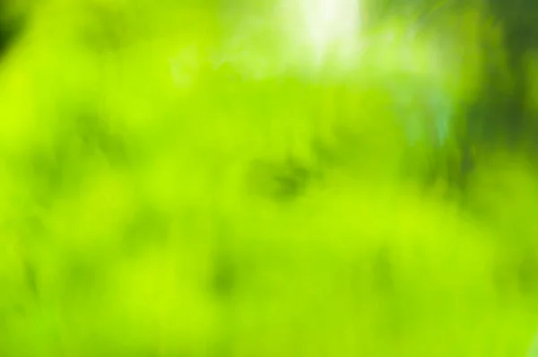 Sunny Abstraktní Zelená Příroda Letní Pozadí Selektivní Zaměření — Stock fotografie
