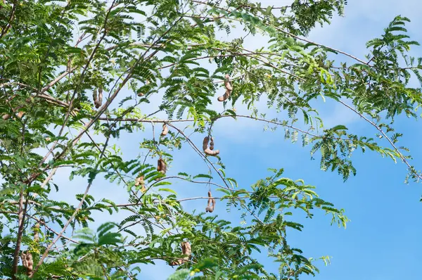 Mavi Gökyüzü Arka Planında Demirhindi Ağacı Tamarind Kapsülü — Stok fotoğraf