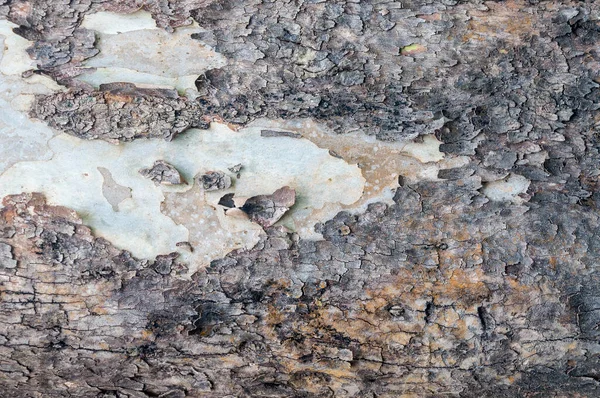 Struktura Kůry Přírodním Parku Stromová Textura Abstraktní Pro Pozadí — Stock fotografie