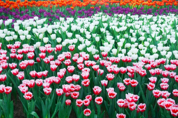 Красивые Цветущие Тюльпаны Саду Цветок Тюльпанов Закрывается Естественным Освещением Открытом — стоковое фото