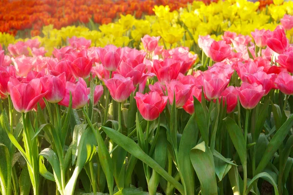 Die Schönen Blühenden Tulpen Garten Tulpen Blühen Aus Nächster Nähe — Stockfoto