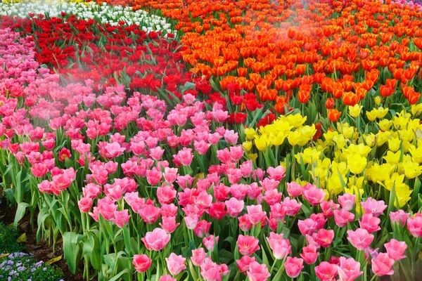 Les Belles Tulipes Fleurs Dans Jardin Tulipes Fleur Fermer Sous — Photo