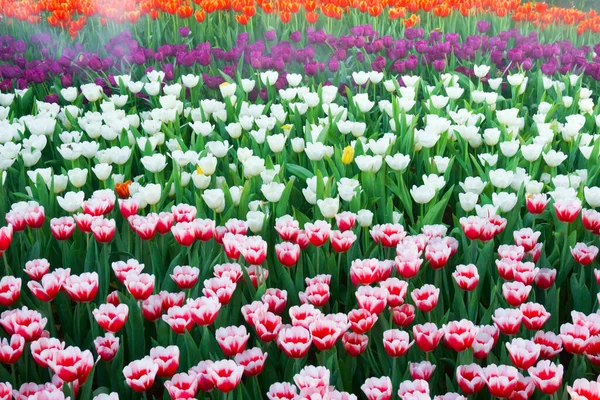Los Hermosos Tulipanes Flor Garden Tulipanes Florecen Cerca Bajo Iluminación —  Fotos de Stock
