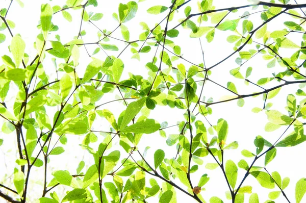 Doğadan Gelen Ağaç Yaprağı Arka Plan Olarak Kullanılır Eko Kavramı — Stok fotoğraf