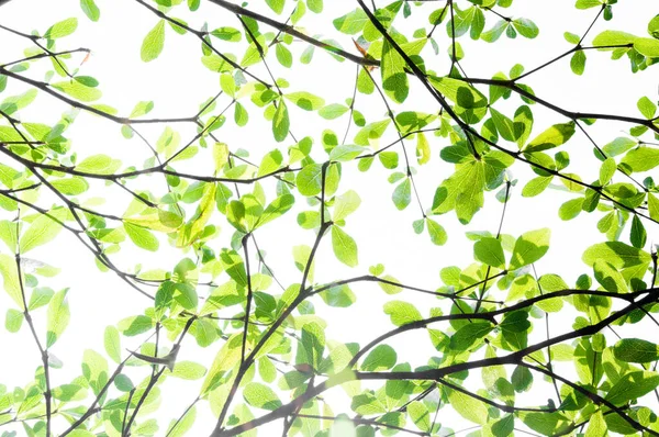 Doğadan Gelen Ağaç Yaprağı Arka Plan Olarak Kullanılır Eko Kavramı — Stok fotoğraf