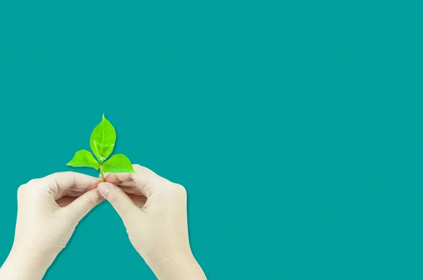 Woman is holding young plant sprout , isolated on a green background.Corporate social and environment responsibility concept.