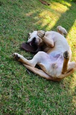 Köpek ısırığı çiğneme ayakkabıları ve yeşil çimenlerin üzerinde rahatla.