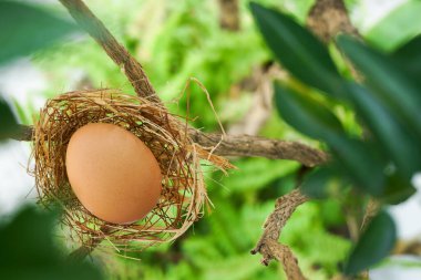 Dallarında tek yumurta olan bir yuva.