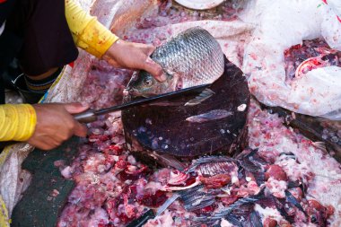 Temizlikçiler taze bir tilapia balığını pazarda yemek pişirmek ve satmak için bıçakla parçalara ayırdılar.