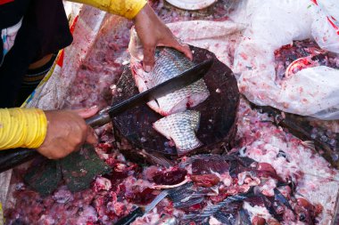 Temizlikçiler taze bir tilapia balığını pazarda yemek pişirmek ve satmak için bıçakla parçalara ayırdılar.